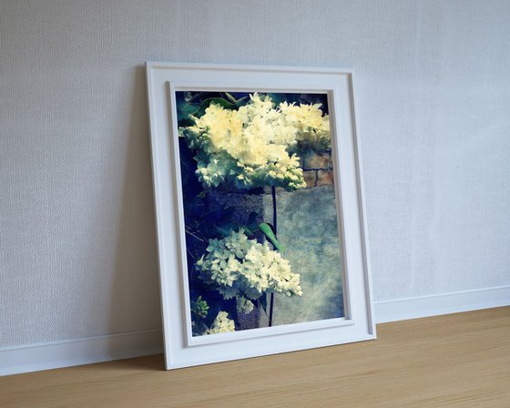 White Lilacs on a Wall