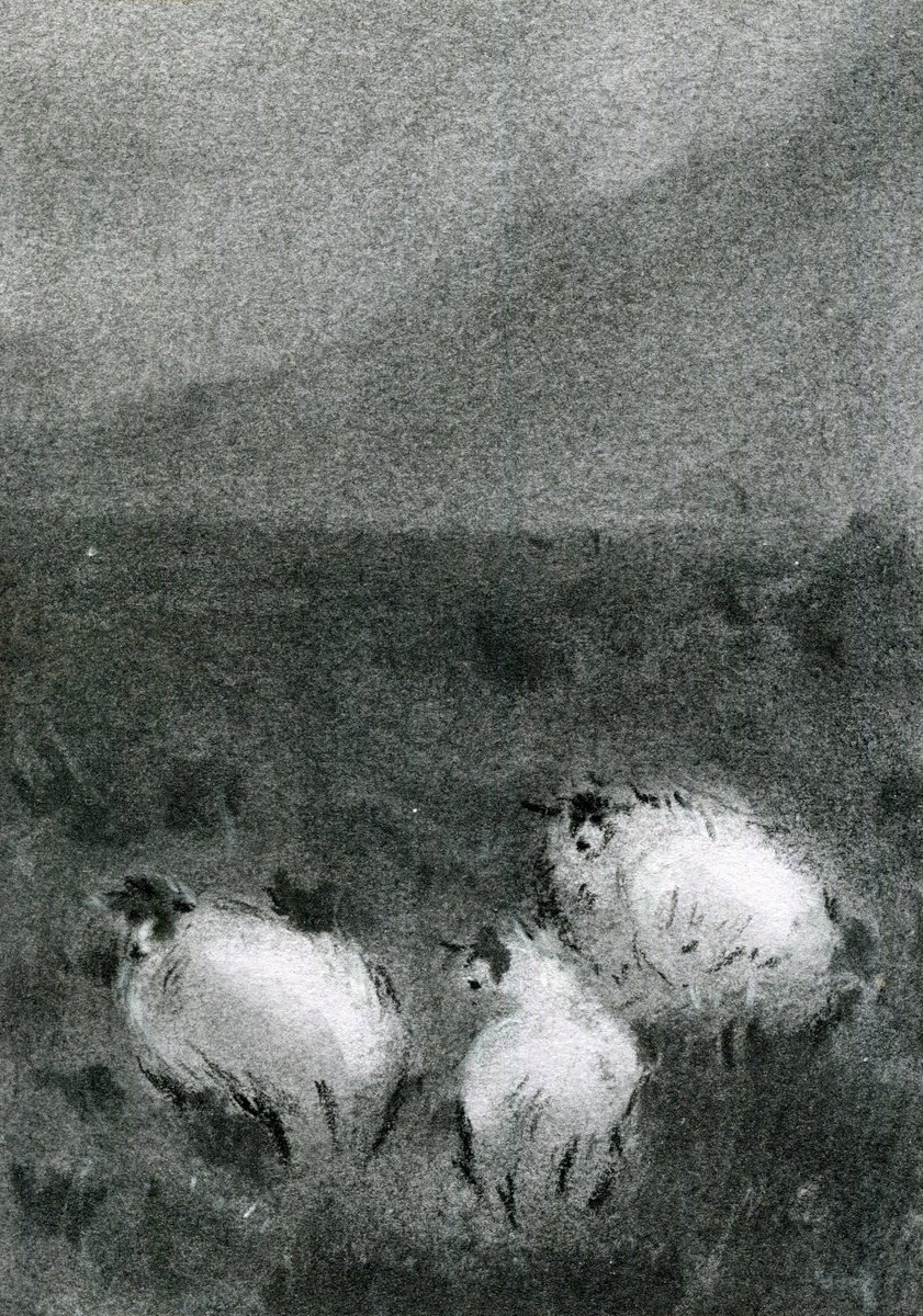 Sheeps by Anja Rudko