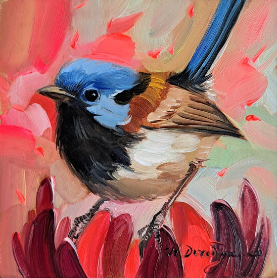 Fairywren bird
