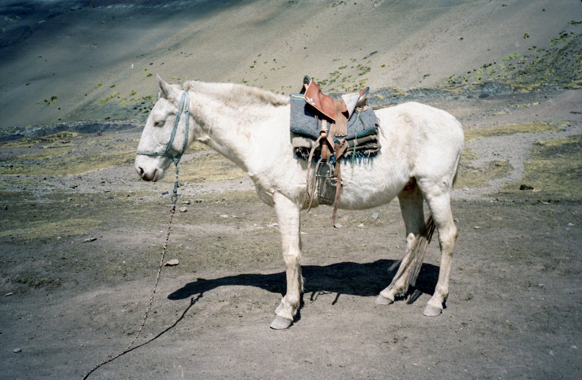 White Horse by Georgia Fitzgerald