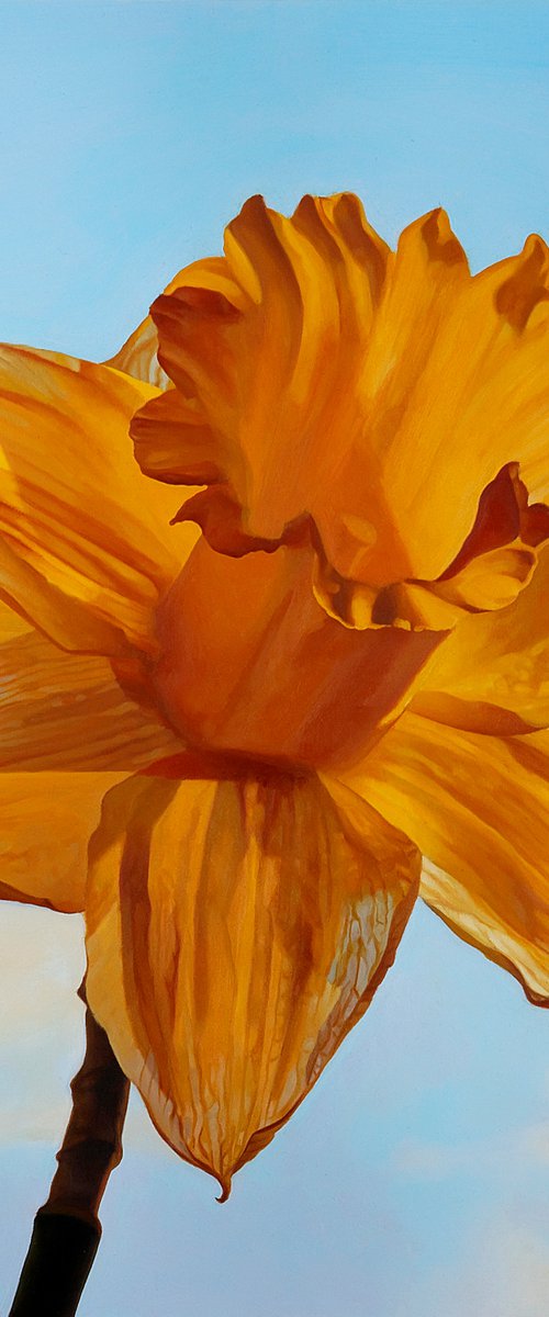 Daffodil in Sunshine by Louis Savage