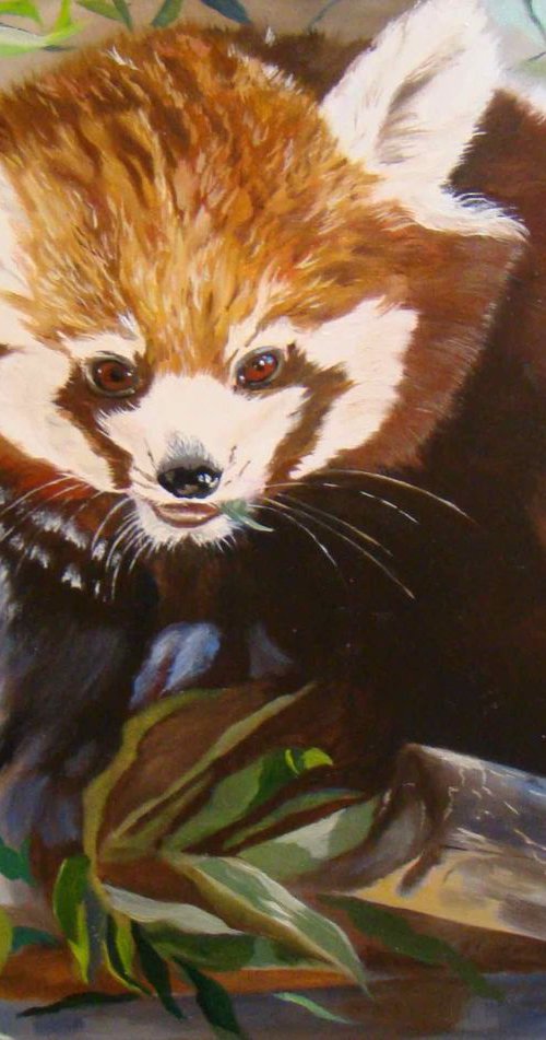 Soft bamboo, portrait of a red panda by Anne Zamo by Anne Zamo