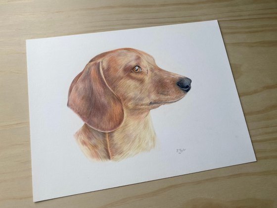 Dachshund drawing