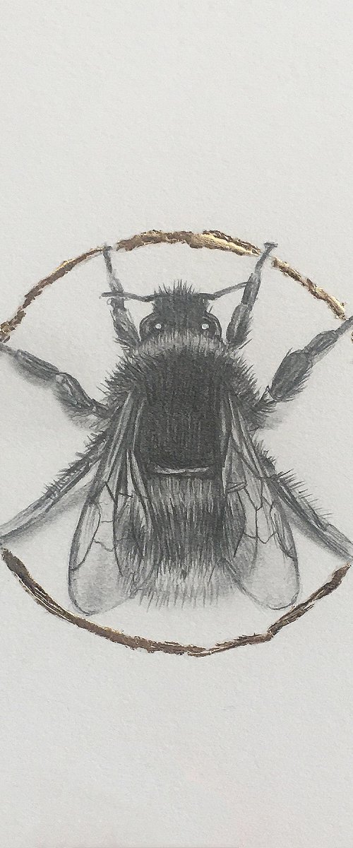 Bumblebee drawing. by Amelia Taylor