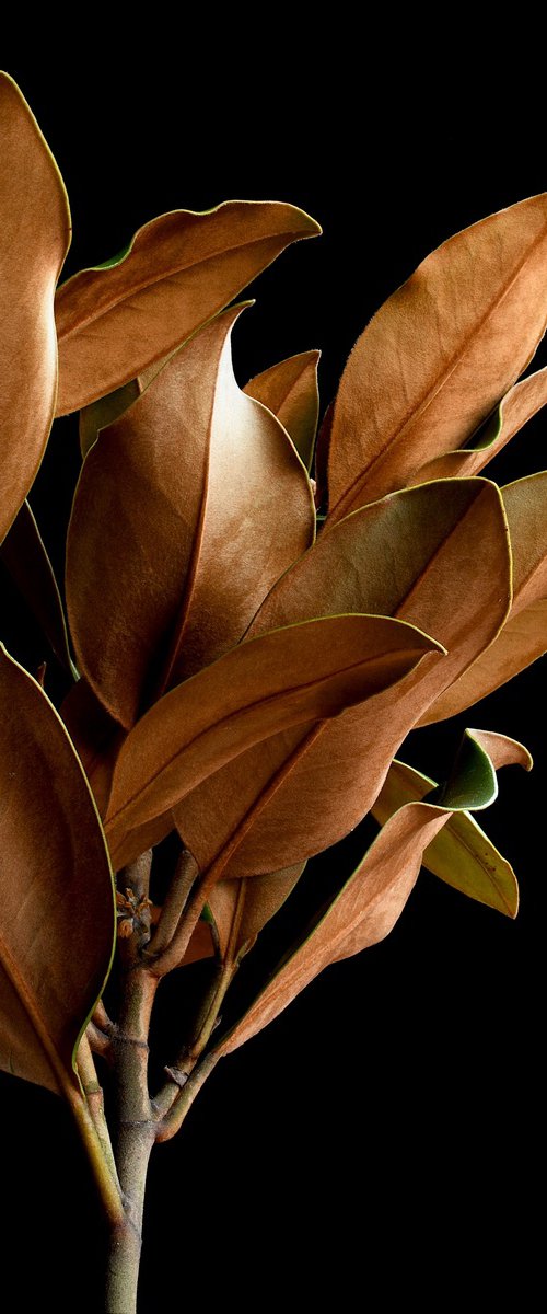Magnolia Leaves by Nadia Culph