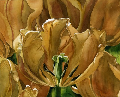golden tulips by Alfred  Ng