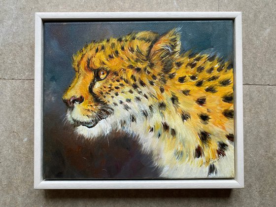 Cheetah Portrait_Zeva