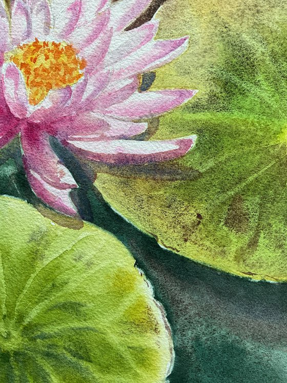 Whisper of the lotus