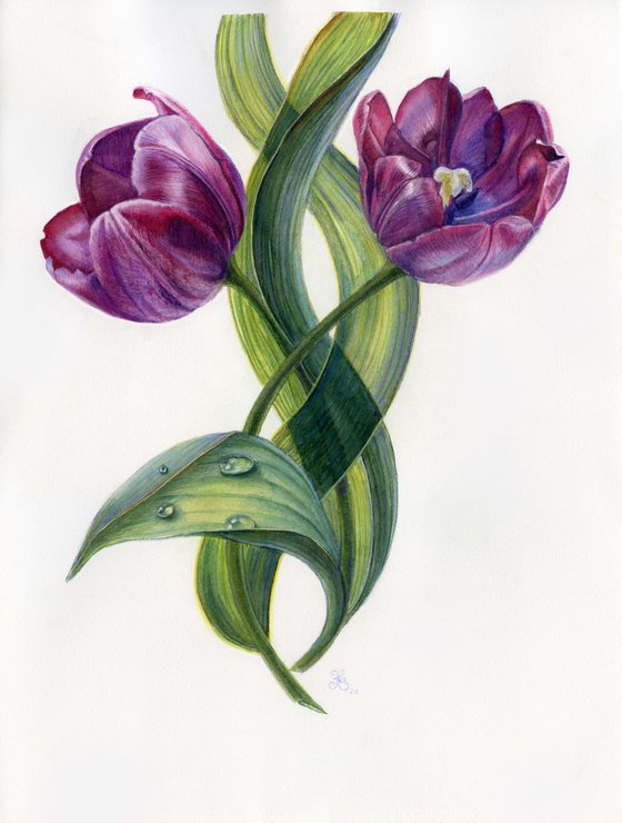 Tulip "The Garden of Soul" - original watercolor botanical illustration, veri pery colour painting, violet tulips, floral art