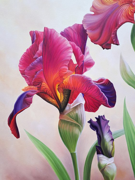 "Bright colors of summer", red irises with butterfly