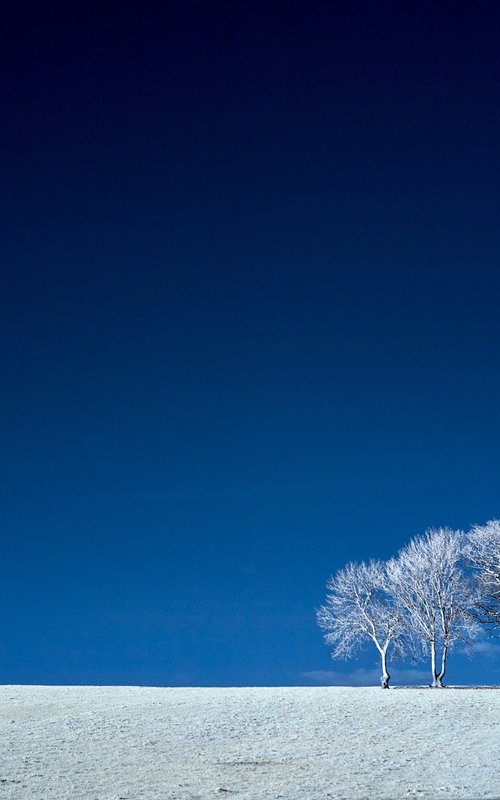 Three Trees, Windsor Common by Ed Watts