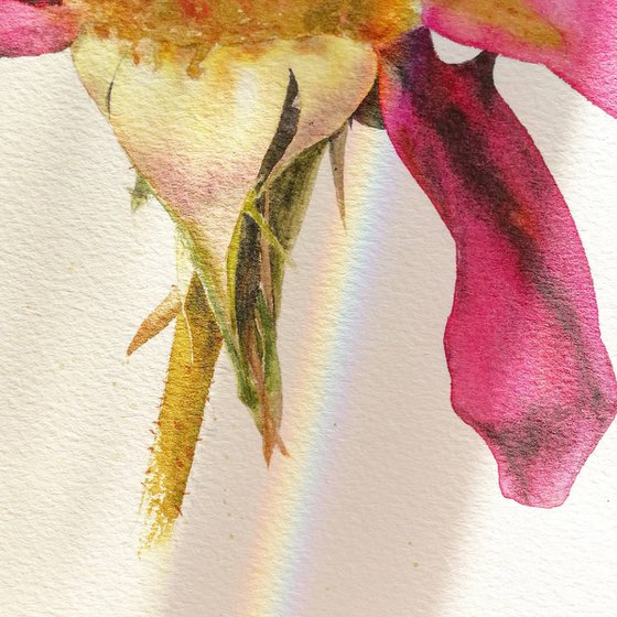 The Heady Aroma Of The Dusk Rose