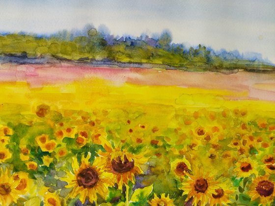 Field with sunflowers