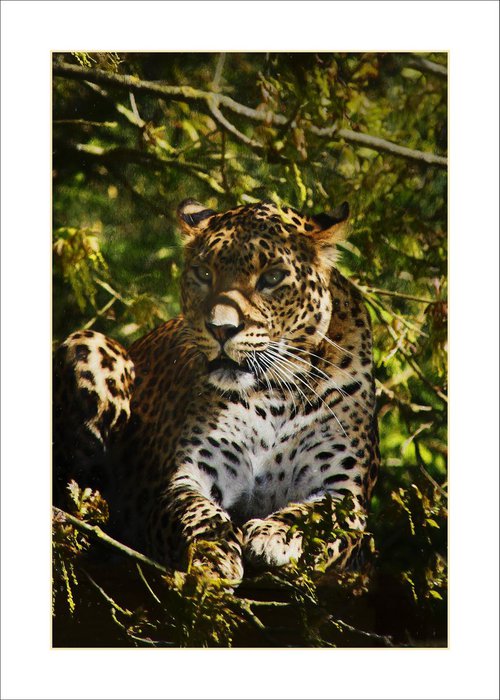 Leopard in the Trees by Martin  Fry