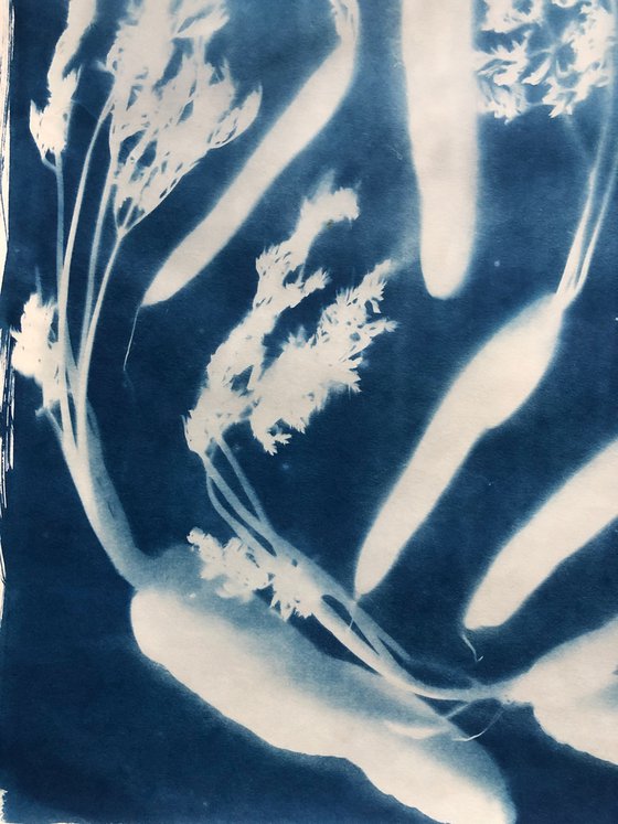 All Directions- cyanotype