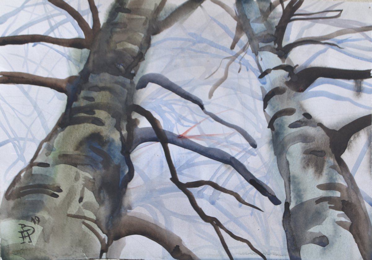 Birch by Vitalii Panasiuk
