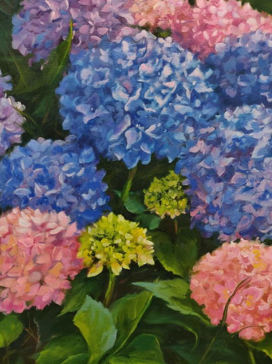 Hydrangea