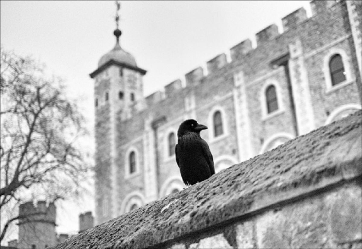 Eye of the Raven - Tower of London by Stephen Hodgetts Photography