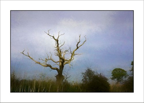 Gnarled Tree by Martin  Fry