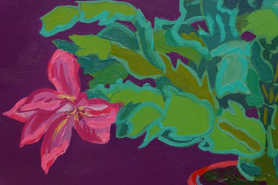 Holiday cactus