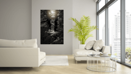Forest Light