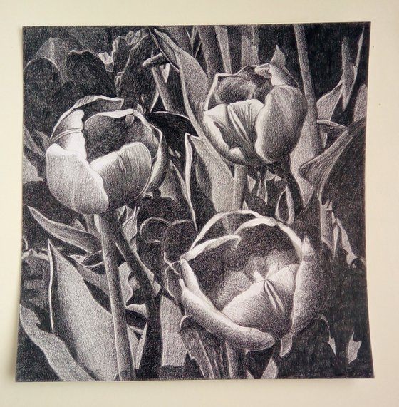 TULIP FEVER VIII