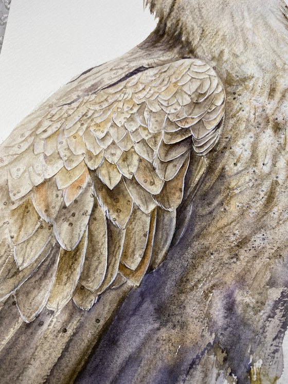 Hawk, eagle, falcon wild birds in gray brown shades