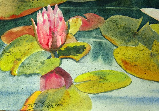 Water lilies