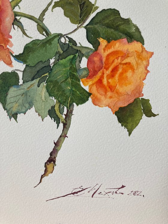 Orange Roses