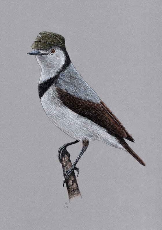 White-fronted chat