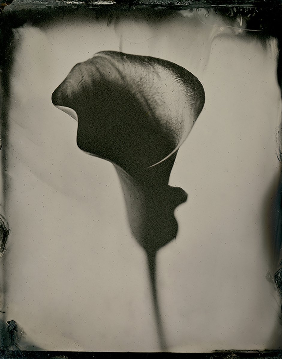 Photorealistic Botanical Photograph By Nicolas Laborie, 8 X 10", Angel Of Annunciation, Original Artwork