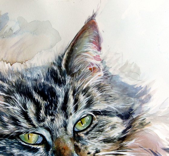 Resting cat at home