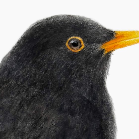 Common Blackbird