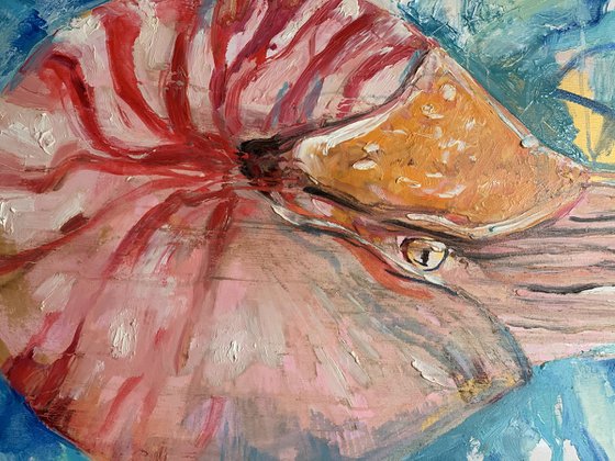 Nautilus Pompilus