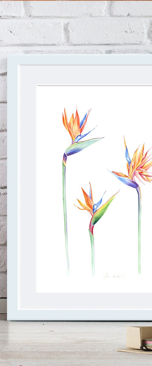 Strelitzia Tropical Flowers by Olga Koelsch