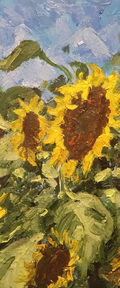 sunflowers near home 3 by Colin Ross Jack