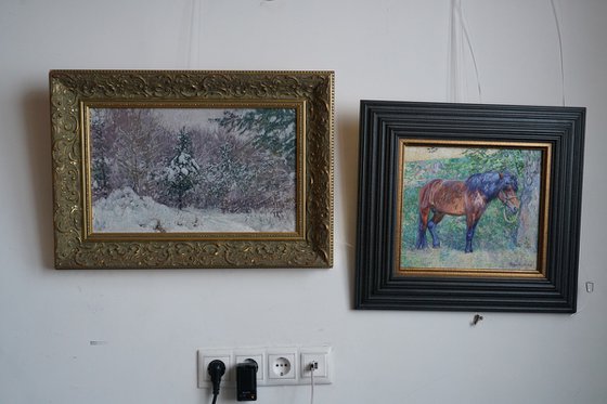 Snow-covered pine trees in Kuzminki Park