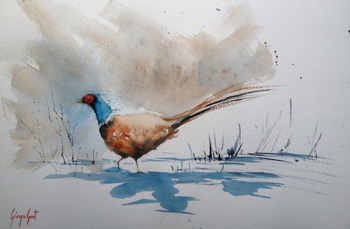 pheasant by Giorgio Gosti