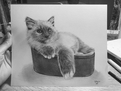 Ragdoll kitten by Bethany Taylor