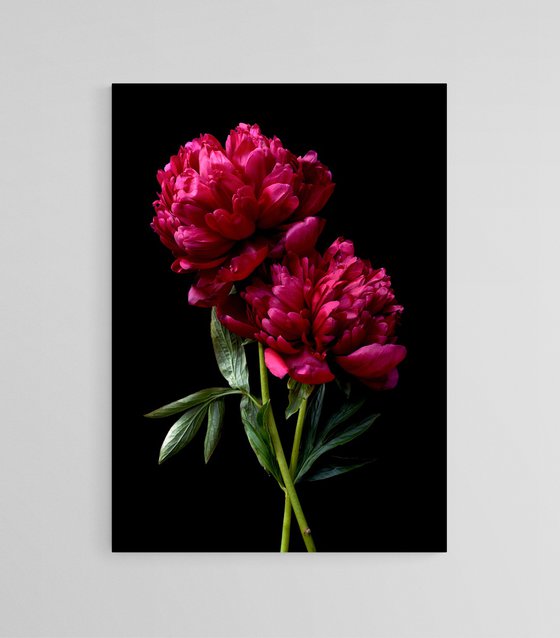 Rubra Plena Red Peony