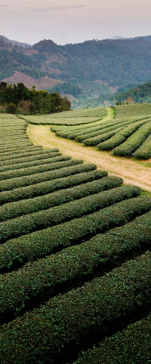 Mae Salong Tea Plantations, Thailand by Tom Hanslien