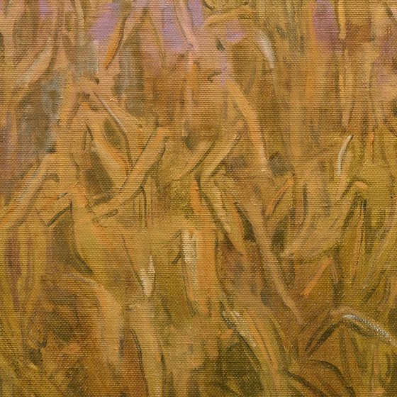 Cornfield