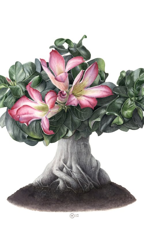 Adenium Tree by Yuliia Moiseieva