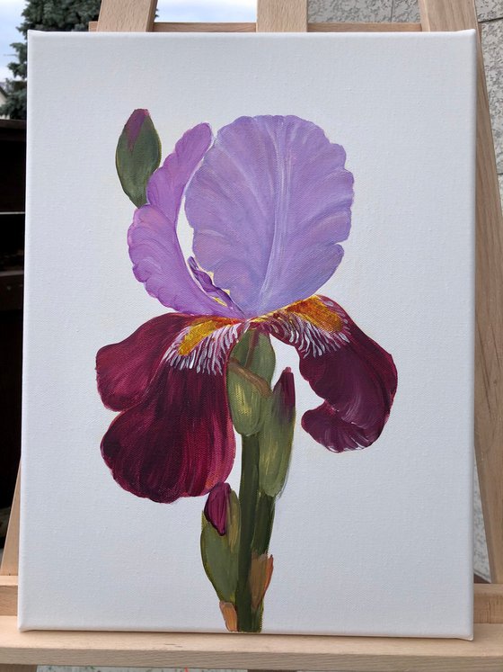 Iris flower spring, garden, botanical