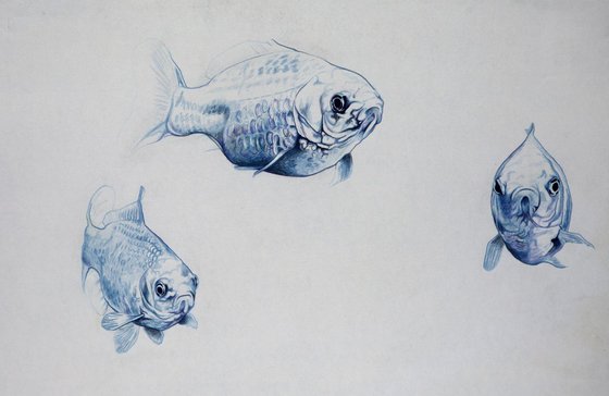 Goldfish study