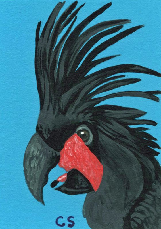 ACEO ATC Original Miniature Painting Black Palm Cockatoo Parrot Bird  Wildlife Art-Carla Smale