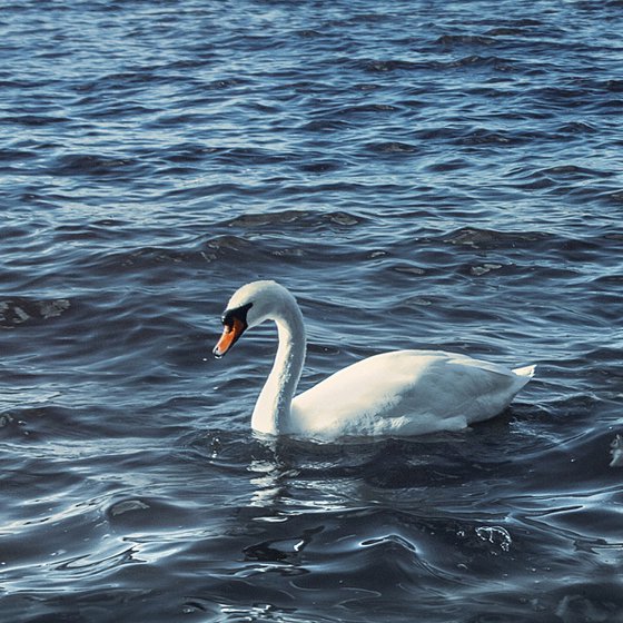 In the blue sea of sadness.