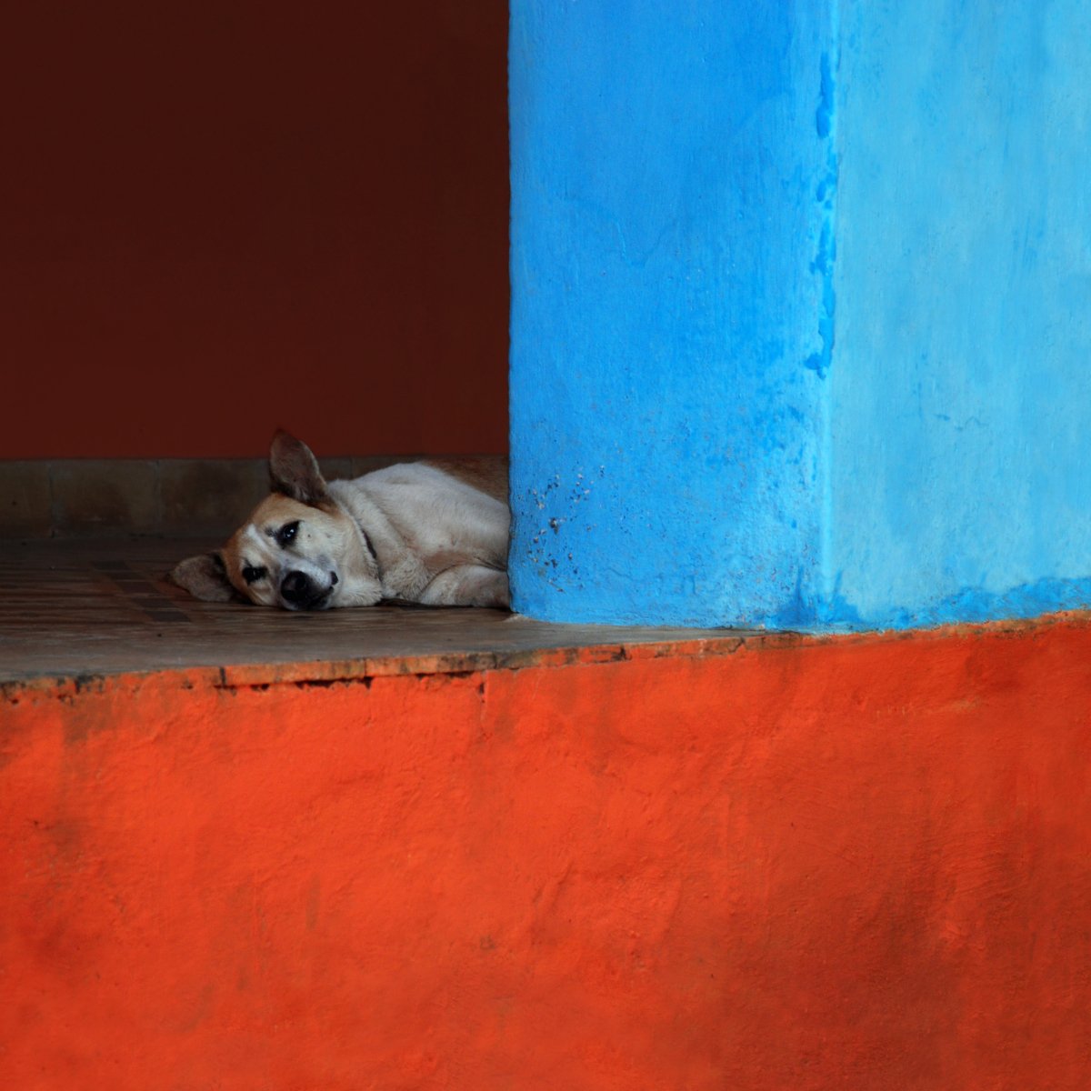 Portrait of the dog by Jacek Falmur