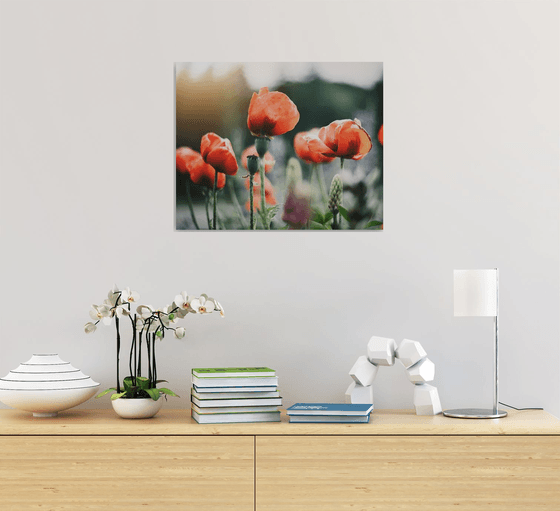 Summer Poppies