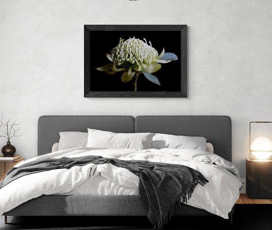 White Waratah Flower